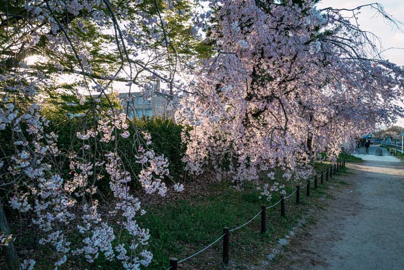 朝陽を浴びる満開の桜