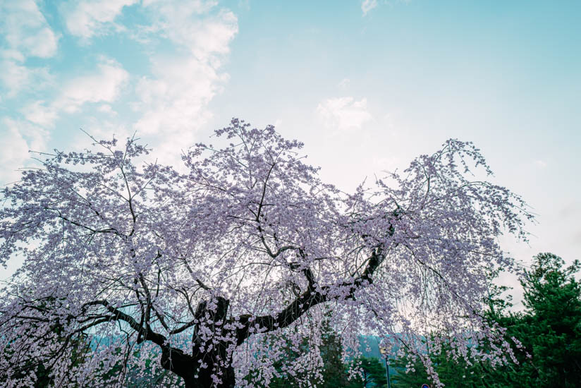 雅やかな南禅寺の桜