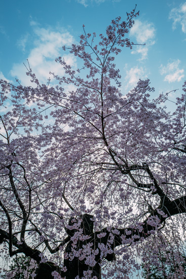 雅やかな南禅寺の桜