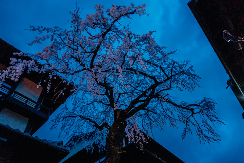 産寧坂の枝垂れ桜