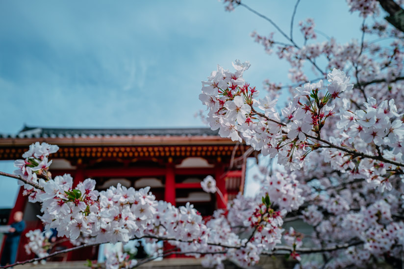 中門と歩道脇に咲く桜