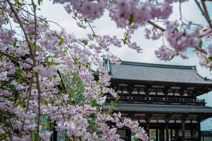 二王門近くに咲く桜