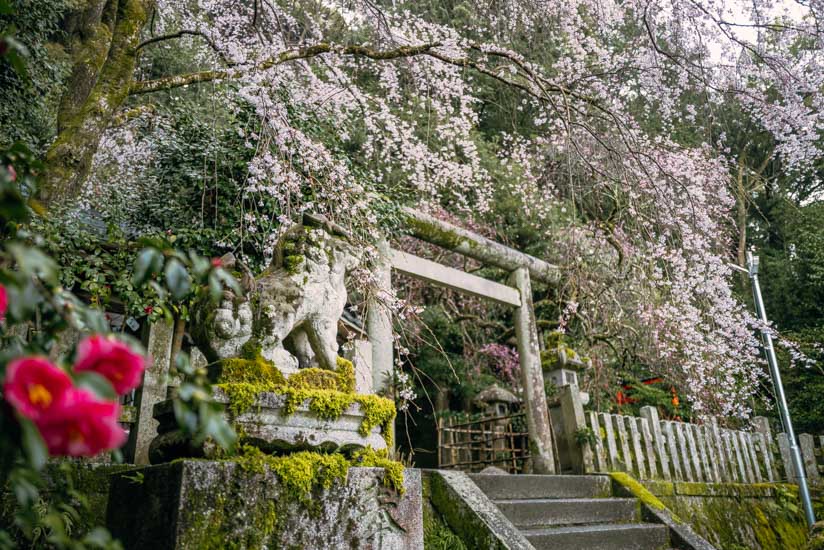 椿と桜と苔が芸術的な本殿