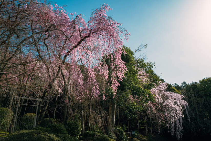 龍安寺の駐車場脇の桜