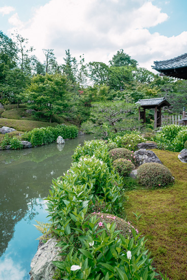 池の周りに半夏生