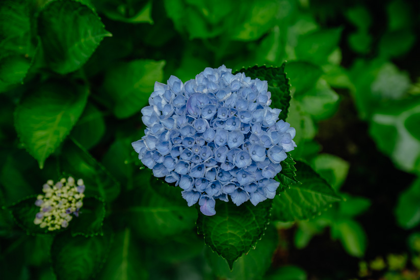 紫陽花