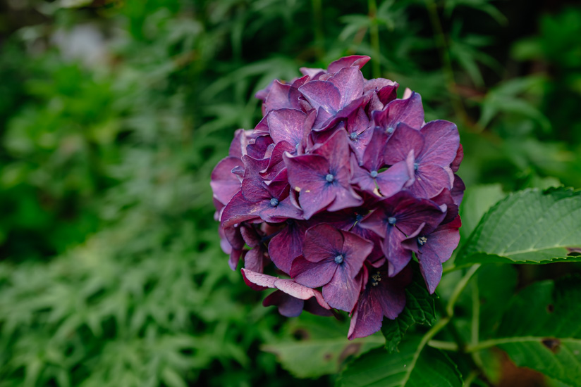 紫陽花