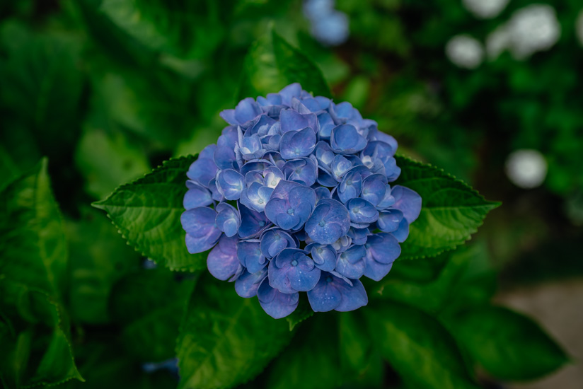 紫陽花