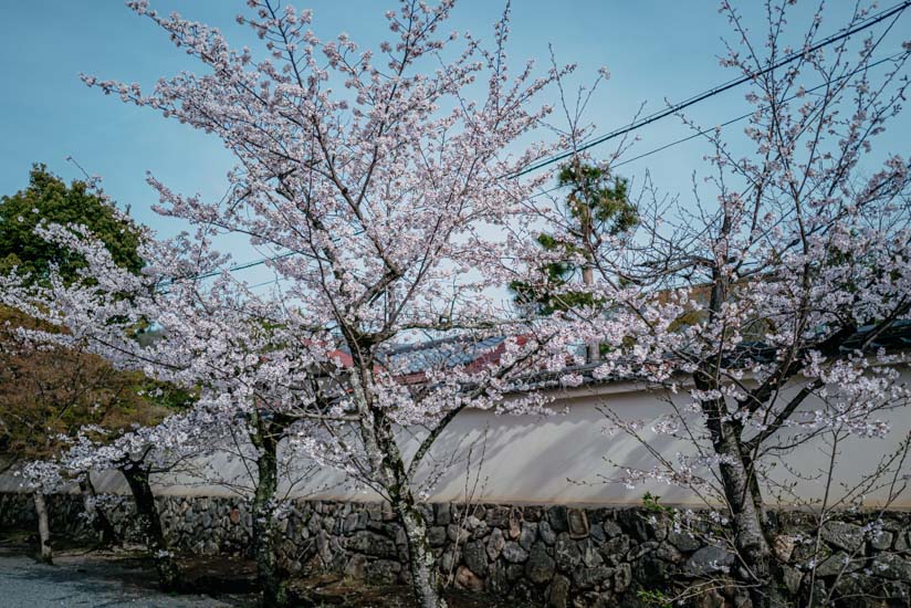 中門をくぐった参道沿いの桜