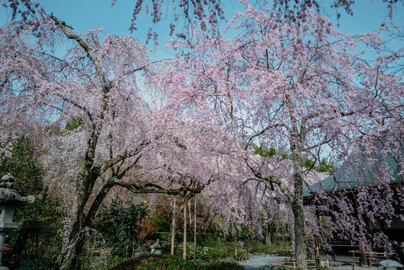 多宝殿辺りの枝垂れ桜