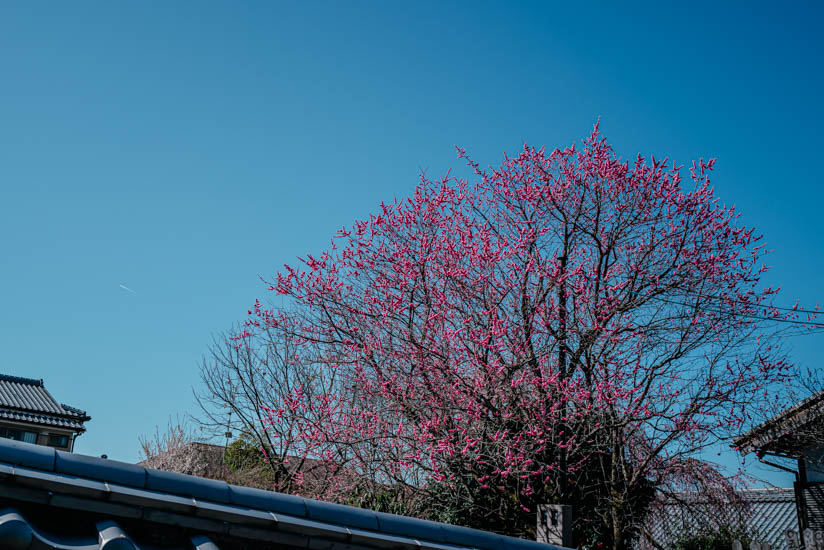 東福寺の梅