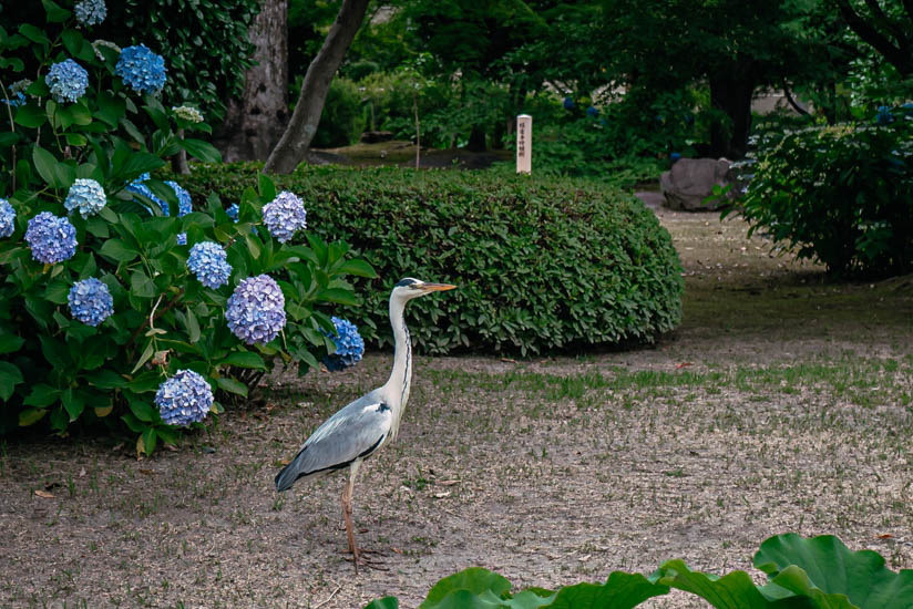 紫陽花