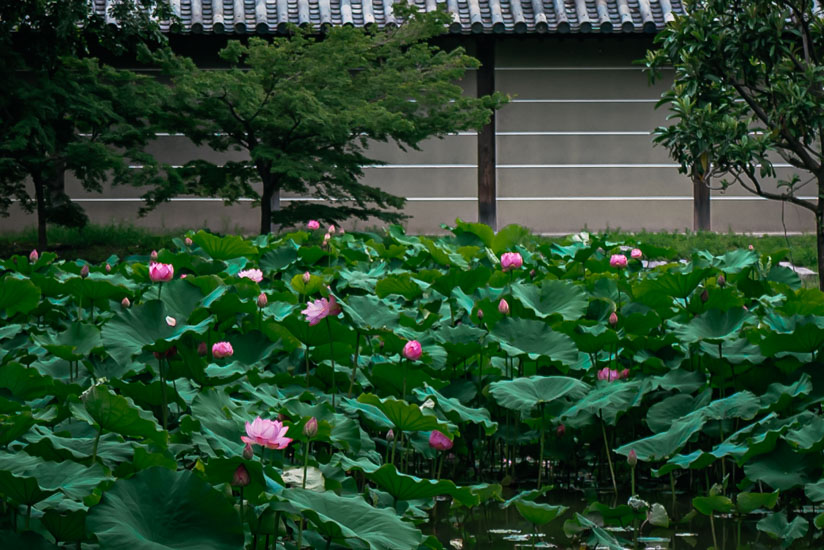 蓮の花も見頃