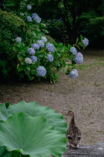 紫陽花