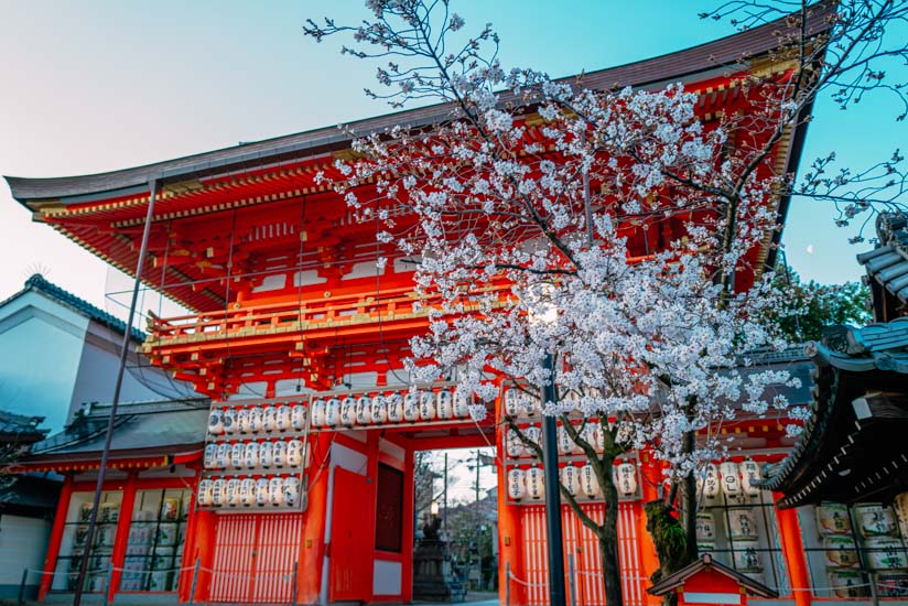 八坂神社・南楼門の桜