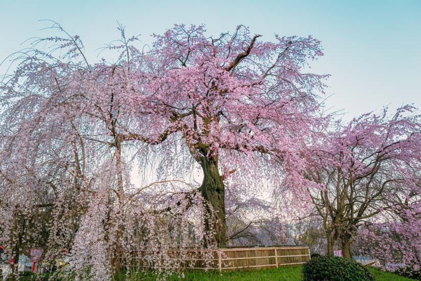 円山公園の有名な枝垂れ桜