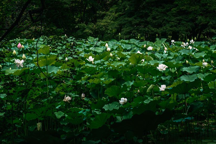 蓮の花