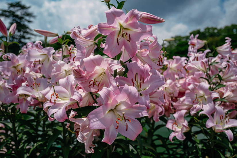 ユリの花