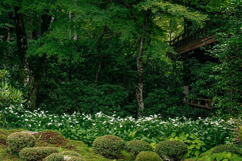 庭の半夏生