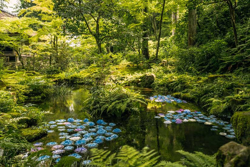 池にはたくさんの紫陽花