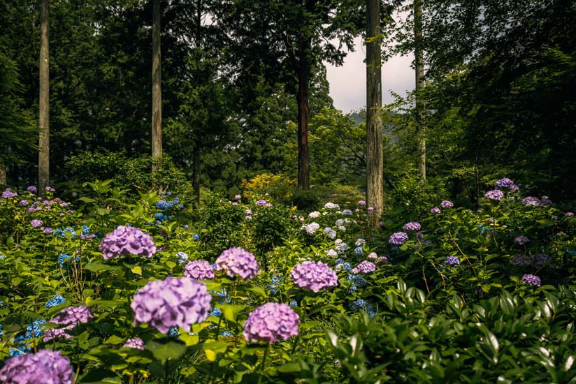 紫陽花も見頃