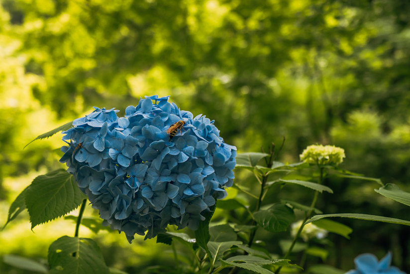 キレイな紫陽花