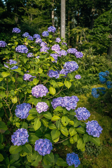 紫陽花が見頃