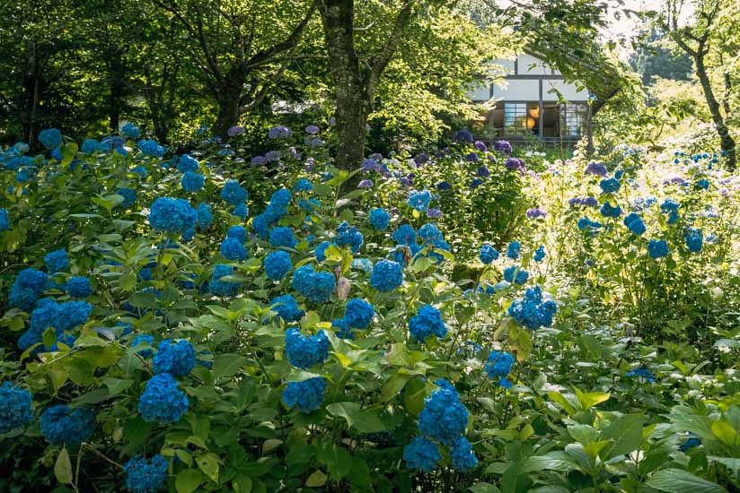 見応え十分の紫陽花