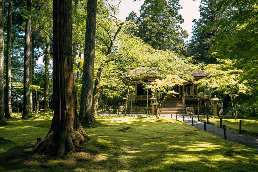 草木と苔の緑と木漏れ日