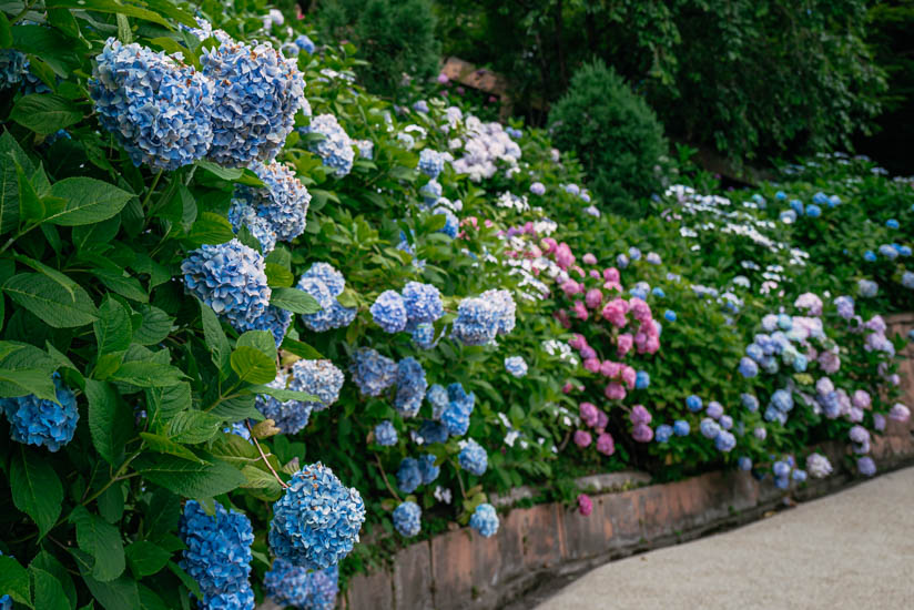 色彩豊かな紫陽花