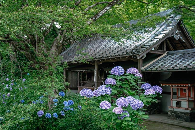 寺と紫の紫陽花