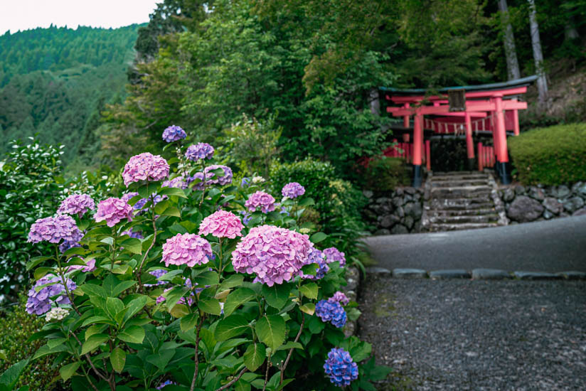 鳥居とピンクの紫陽花