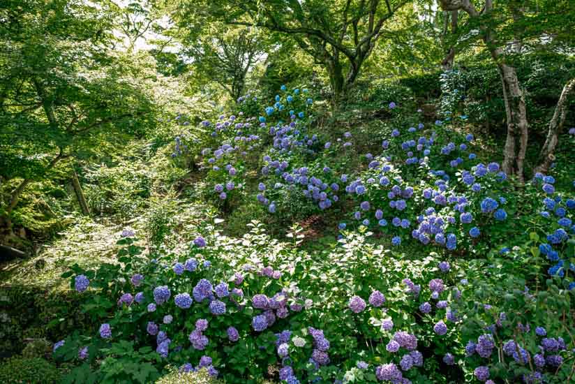 経堂あたりの紫陽花