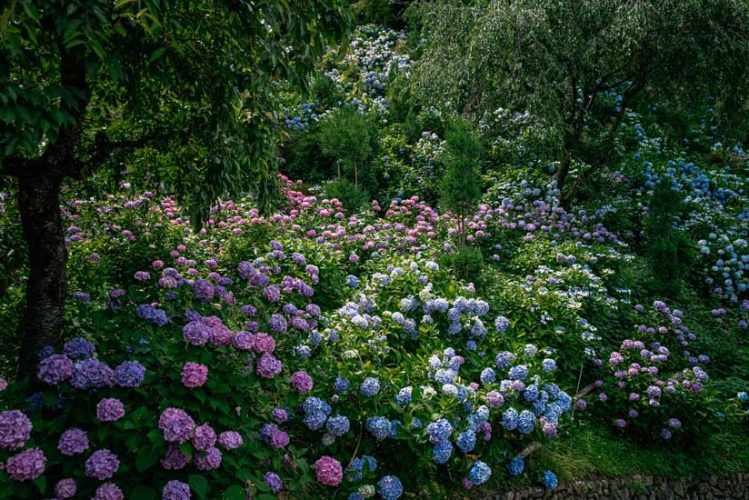 たくさんの紫陽花