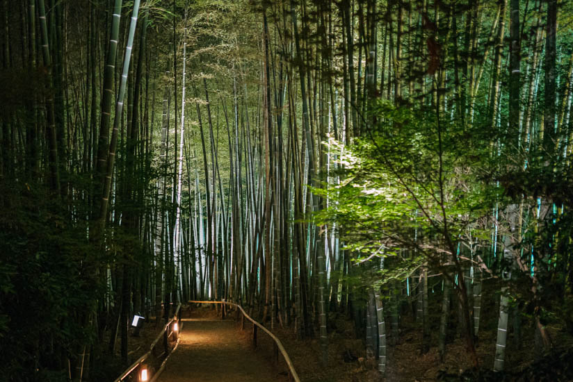 高台寺の竹林