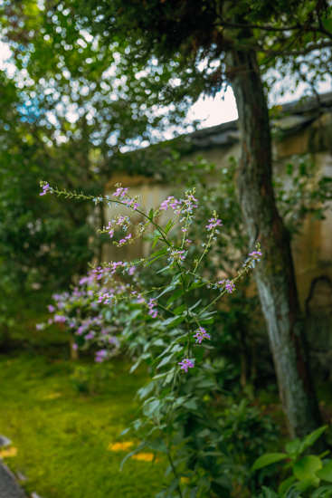 萩の花