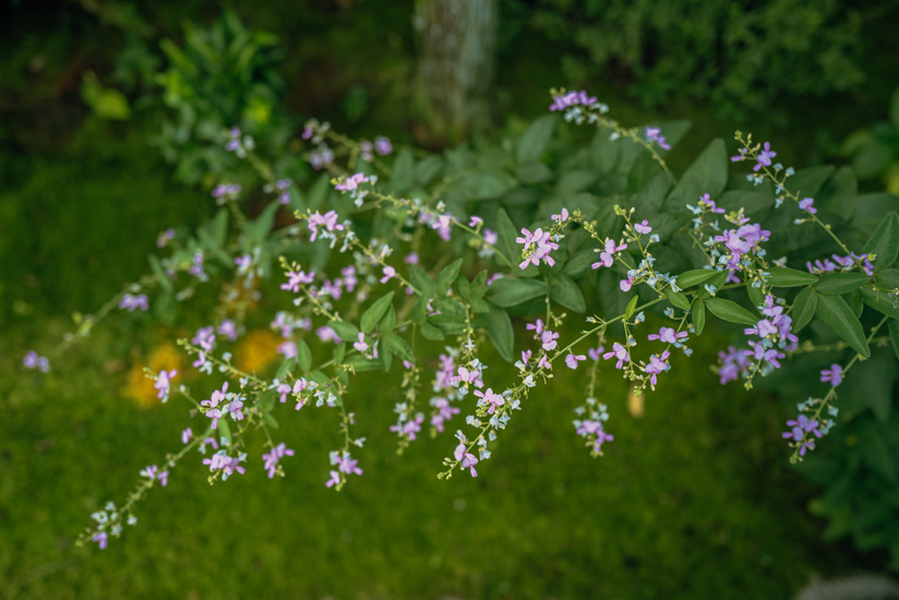 萩の花