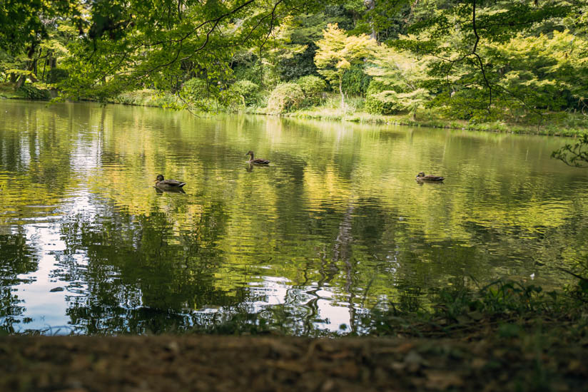 池の鴨たち