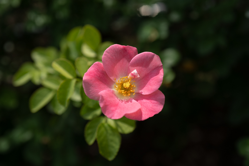 フランスの花