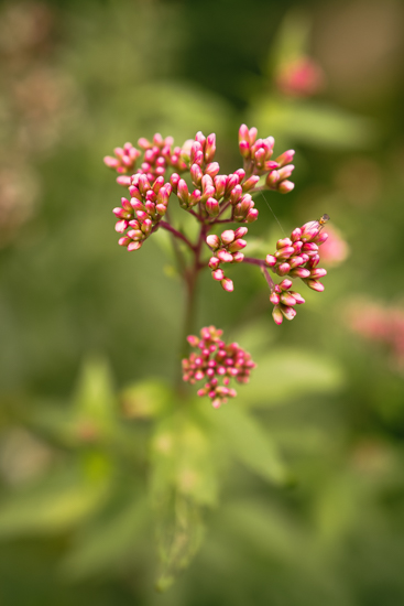 季節の花々