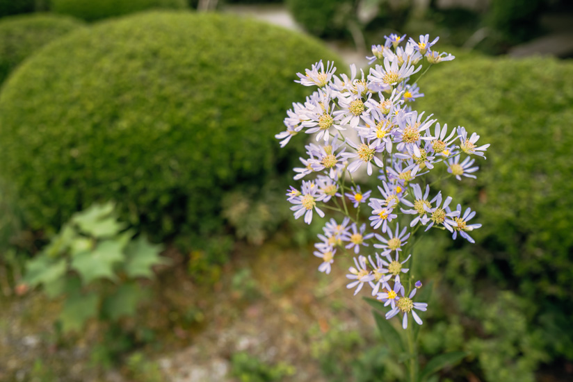 季節の花々