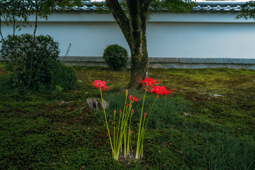 彼岸花