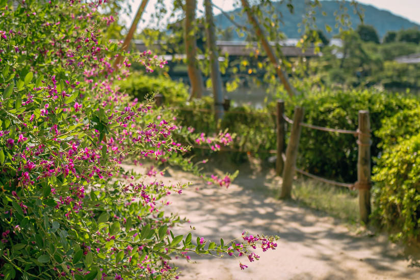 萩の花がキレイ