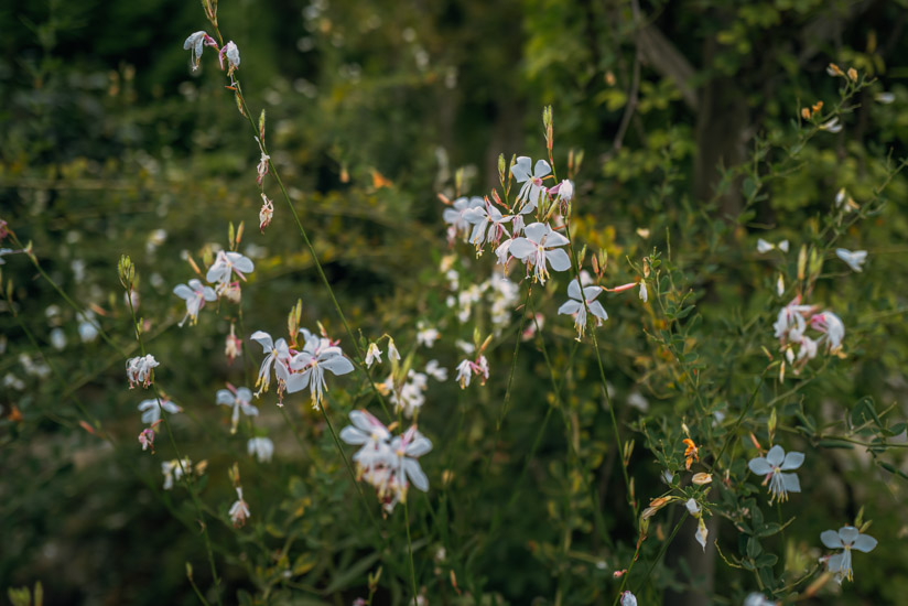 季節の花々