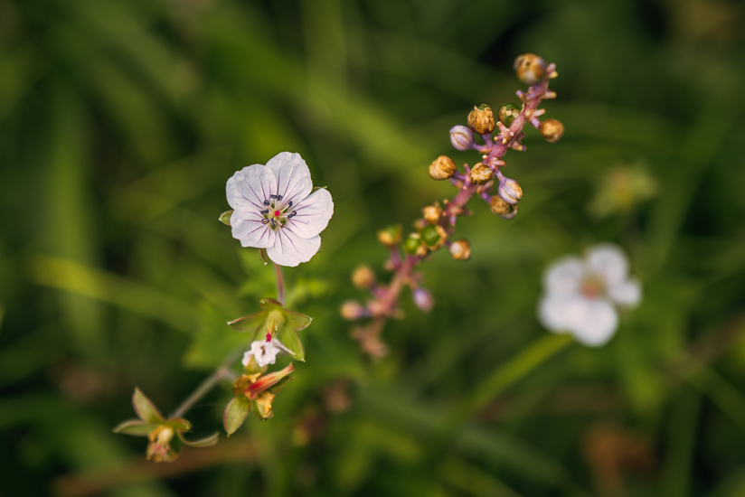 季節の花々