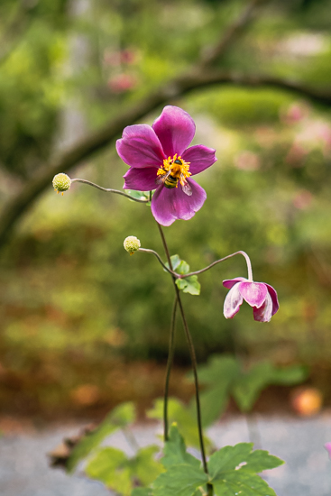 秋明菊に蜜蜂