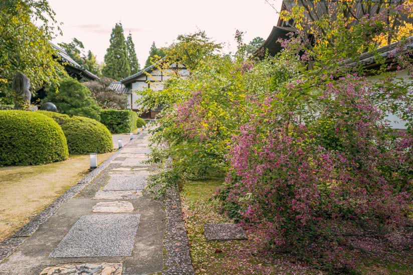 萩の花