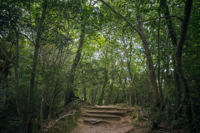 しばらく山道