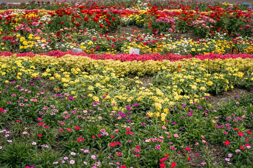 11月前半の植物園