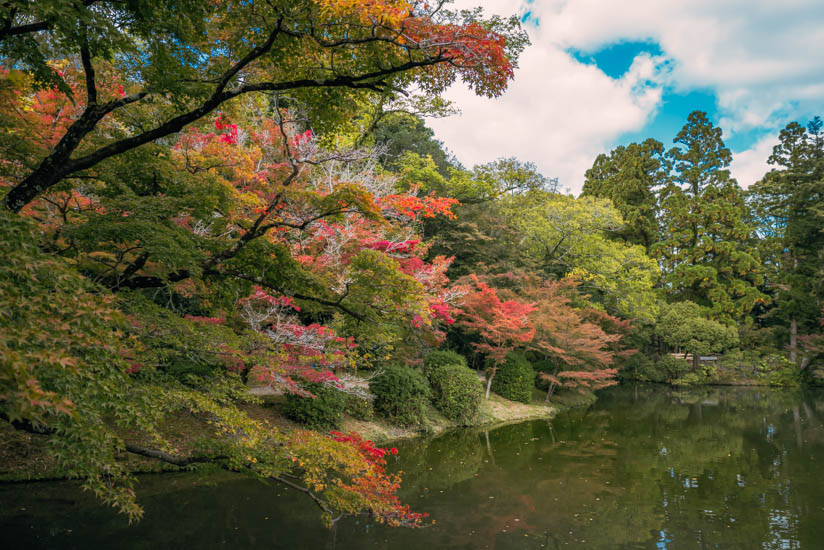 一部の樹が紅くなり始め